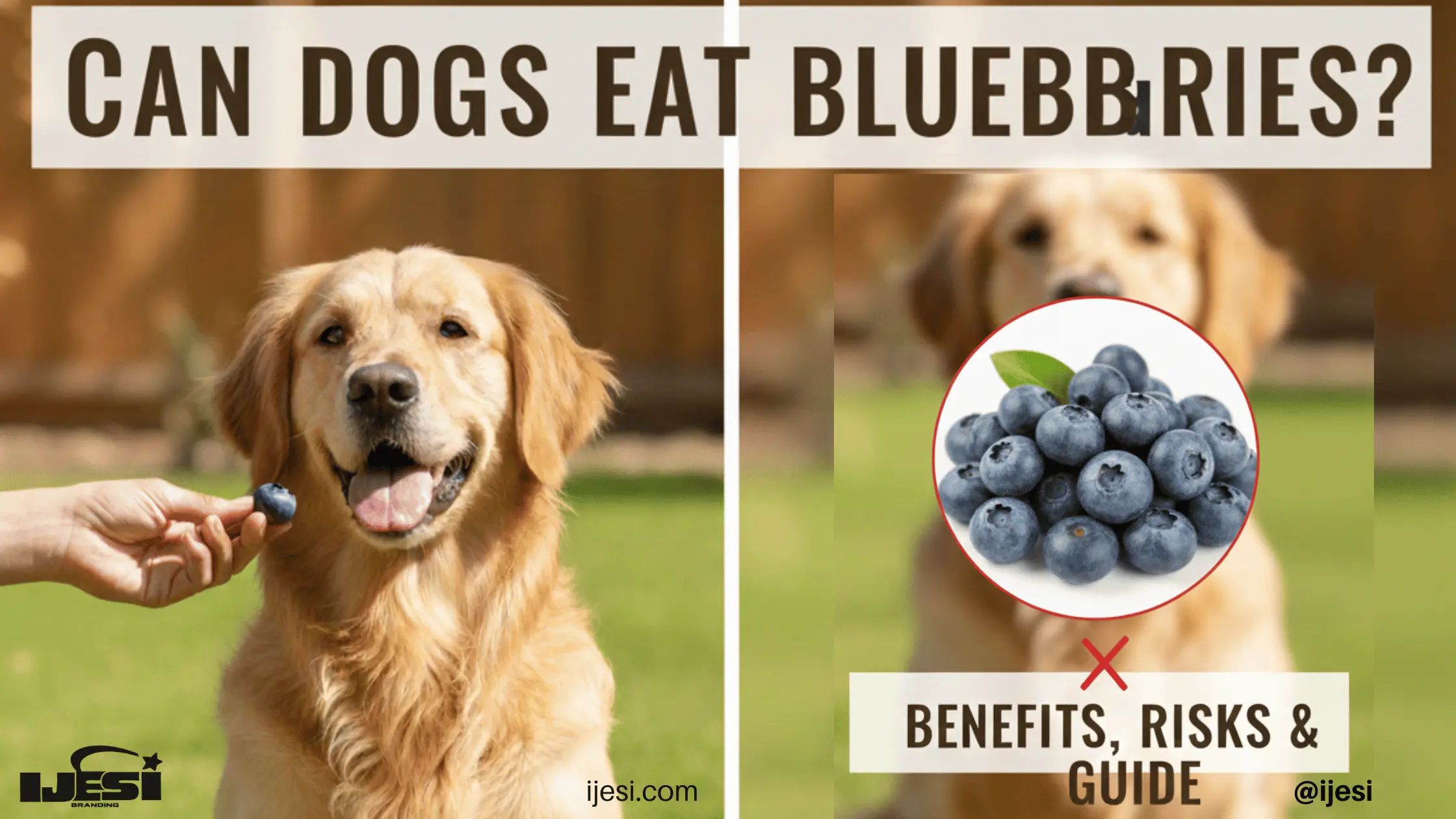Can Dogs Eat Blueberries