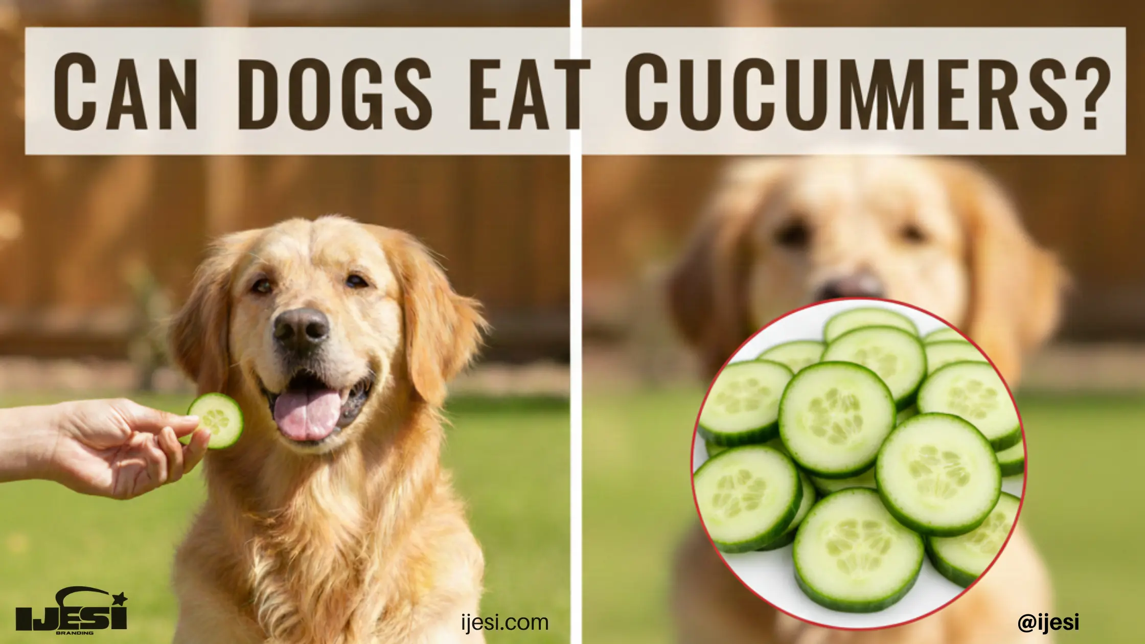 can dogs eat cucumbers safely