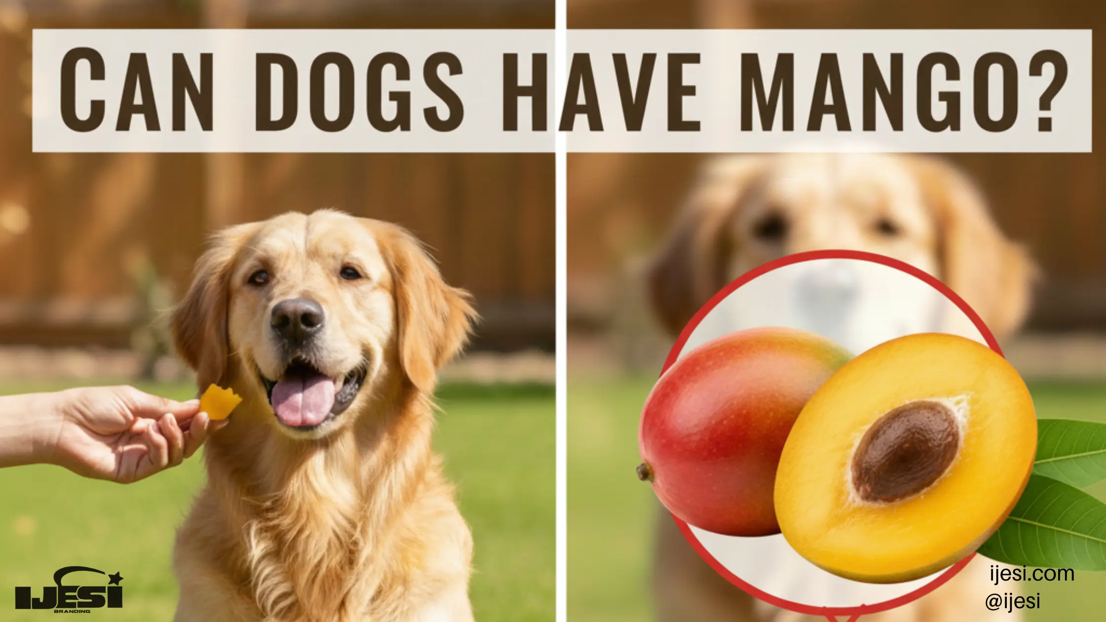 dog eating mango safely