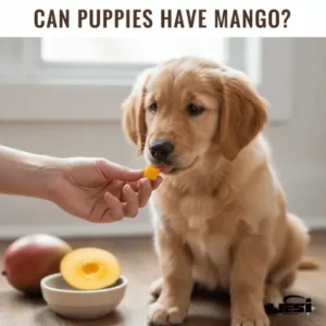 Can Puppies Have Mango?